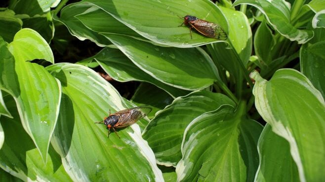 東大生解説､米｢221年ぶりセミ大量発生｣驚く真相