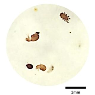 屋久杉の樹上に多様な生物　地表と異なる種類すみ着く