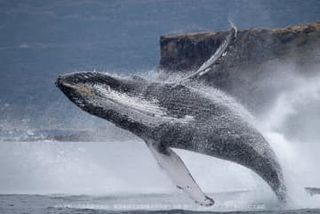 AIでクジラの回遊行動を分析　富士通、八丈島で検証