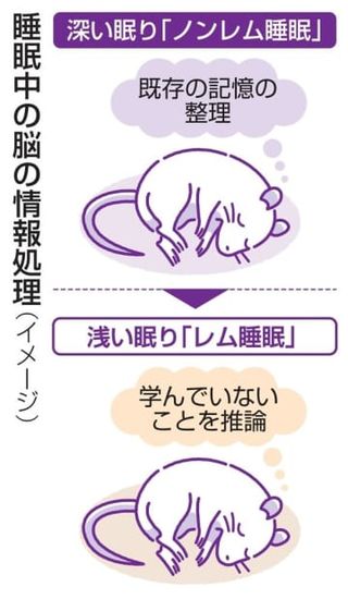 レム睡眠時、記憶から推論　富山大、脳機能向上に成功