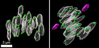 老化卵子の染色体異常解明、理研　マウス実験、流産メカニズム理解