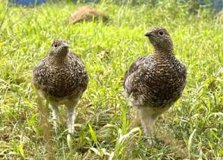 長野の駒ケ岳でライチョウ放鳥へ　栃木・那須のひな2羽を移送