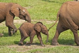 生物多様性、50年で73％低下　自然環境の損失、気候変動が影響