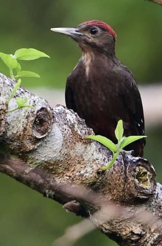 ノグチゲラ、絶滅リスク低下　マングース駆除効果か