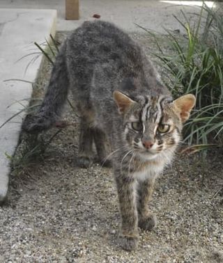 国の施設で繁殖実施へ　ツシマヤマネコ、来年1月