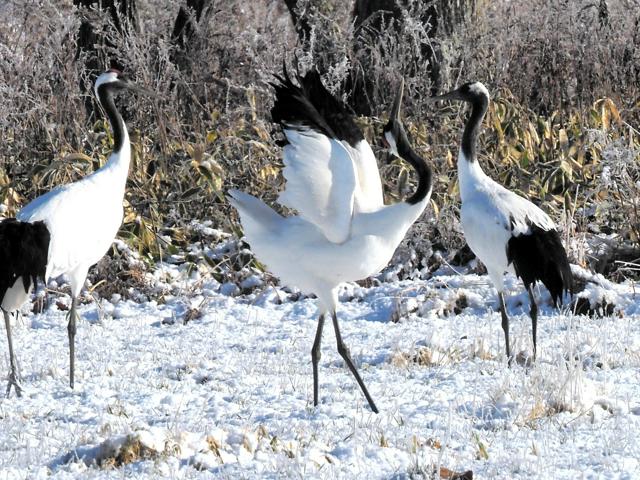 タンチョウ再発見から100年、今年も北海道各地で越冬分布調査